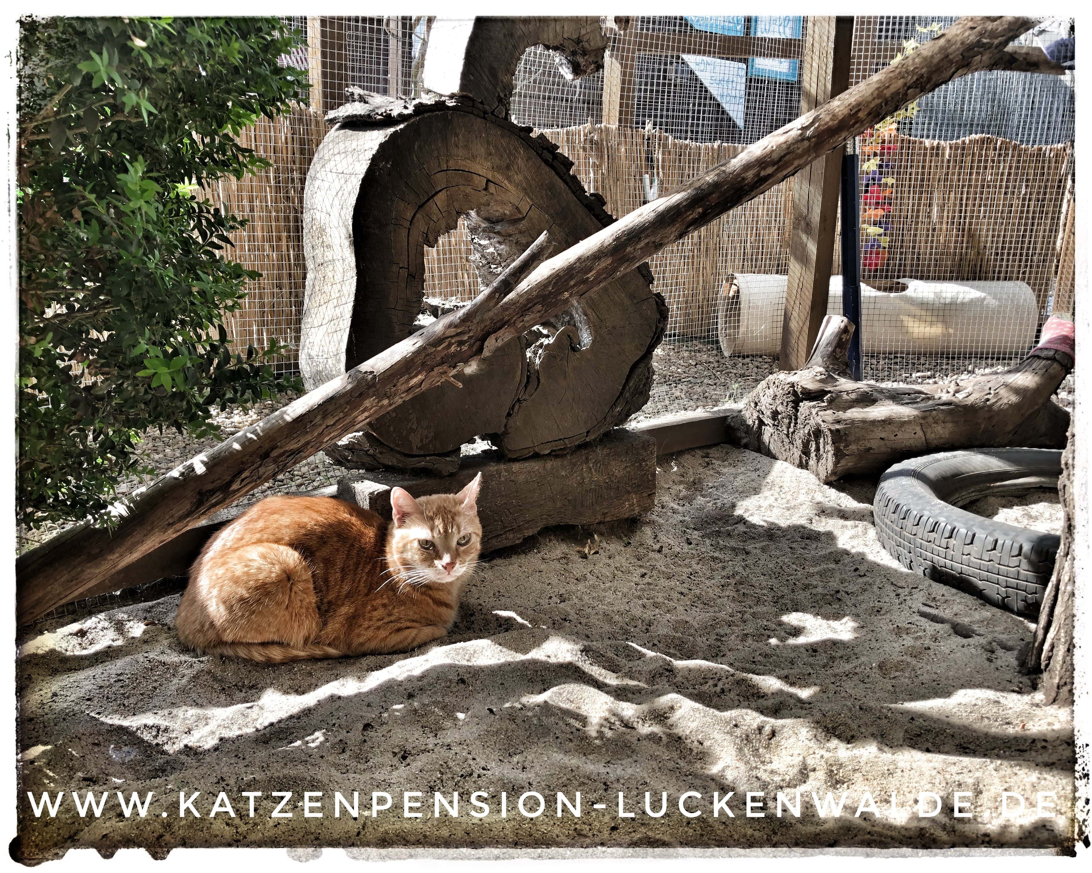 Betreuung Ihrer Katze Im Urlaub in ihrer Region Wildau - IMG 9516 min - TIERHEIM in der NÄHE - TIERPENSION - KATZENBETREUUNG - KATZENHOTEL - TIERHEIM in MEINER NÄHE - KATZENSITTER