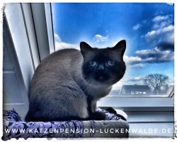 Betreuung Ihrer Katze Im Urlaub in ihrer Region Luckenwalde - IMG 7651 min - TIERHEIM in der NÄHE - TIERPENSION - KATZENBETREUUNG - KATZENHOTEL - TIERHEIM in MEINER NÄHE - KATZENSITTER
